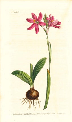 Item #34370 Plate No. 1013 - Ixia Capillaris Aulica. Rose-Coloured Ixia - from Curtis's Botanical...