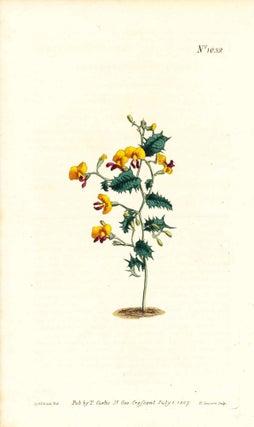 Item #34371 Plate No. 1023 - Chorizema Nanum. Dwarf Chorizema - from Curtis's Botanical Magazine,...