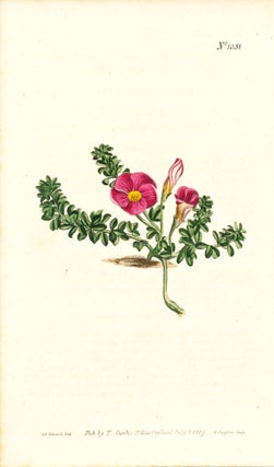 Item #34373 Plate No. 1031 - Oxalis Rubella. Red-Flowered Oxalis - from Curtis's Botanical...