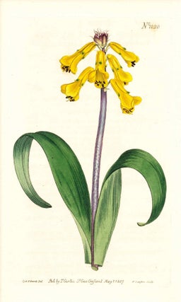 Item #34374 Plate No. 1020 - Lachenalia Tricolor, Yellow-Flowered Lachenalia - from Curtis's...