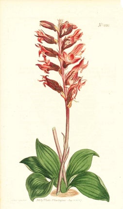 Item #34375 Plate No. 1036 - Neottia Orchioides. Frosted-Flowered Neottia - from Curtis's...