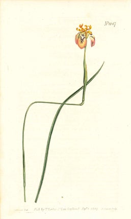 Item #34376 Plate No. 1047 - Moraea Tenuis. Brown-Flowered Moraea - from Curtis's Botanical...
