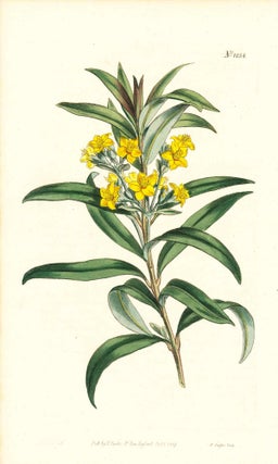 Item #34377 Plate No. 1058 - Melaleuca Neriifolia. Oleander-Leaved Melaleuca - from Curtis's...