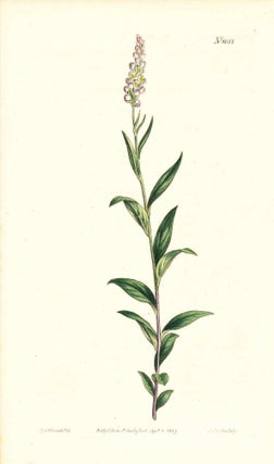 Item #34378 Plate No. 1051 - Polygala Senega. Officinal Milk-Wort, or Rattle-Snake-Root - from...