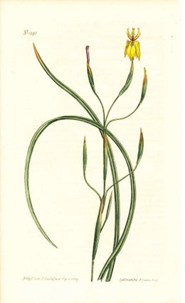 Item #34379 Plate No. 1045 - Moraea Bituminosa. Yellow-Flowered Clammy Moraea - from Curtis's...
