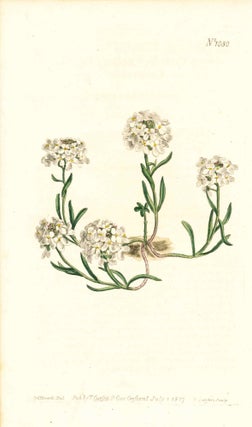 Item #34383 Plate No. 1030 - Iberis Ciliata. Ciliate-Leaved Candytuft - from Curtis's Botanical...