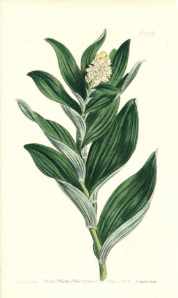 Item #34384 Plate No. 1043 - Convallaria Stellata. Star-Flowered Solomon's Seal - from Curtis's...