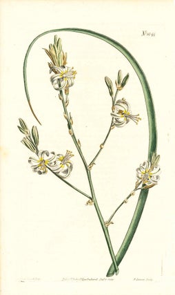 Item #34385 Plate No. 1044 - Anthericum Revolutum. Curled-Flowered Anthericum - from Curtis's...