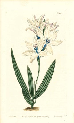 Item #34387 Plate No. 1053 - Babiana Sulphurea. Pale-Flowered Babiana - from Curtis's Botanical...