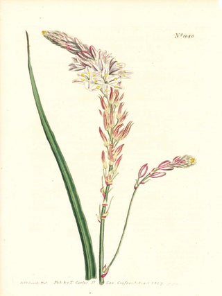 Item #34388 Plate No. 1040 - Anthericum Vespertinum. Afternoon - Flowering Anthericum - from...