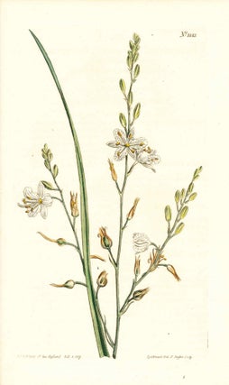 Item #34390 Plate No. 1055 - Phalangium Ramosum. Branching Spider-Wort - from Curtis's Botanical...