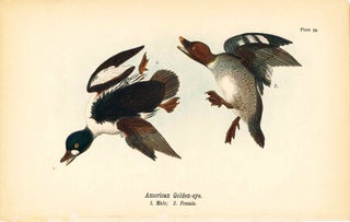 Item #34394 Bird print - American Golden-eye ducks (2 birds) - Plate 59 - from Report on the...