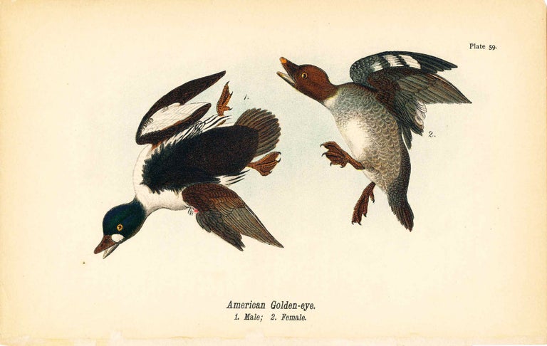 Item #34394 Bird print - American Golden-eye ducks (2 birds) - Plate 59 - from Report on the Birds of Pennsylvania. B. H. Warren.