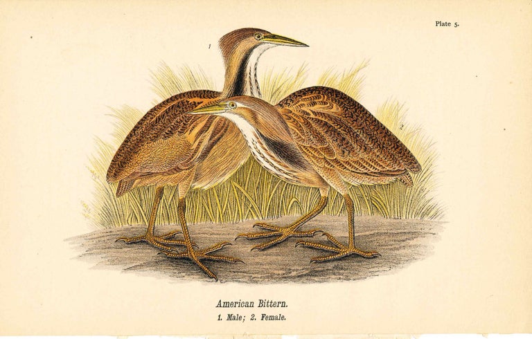 Item #34396 Bird print - American Bittern (2 birds) - Plate 5 - from Report on the Birds of Pennsylvania. B. H. Warren.