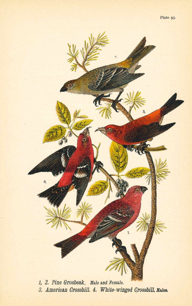 Item #34399 Bird print - Pine Grosbeak (M & F), American Crossbill, White-winged Crossbill (4 birds) - Plate 93 - from Report on the Birds of Pennsylvania. B. H. Warren.