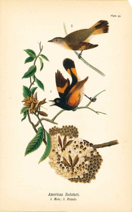 Item #34400 Bird print - American Redstart (2 birds) - Plate 43 - from Report on the Birds of...