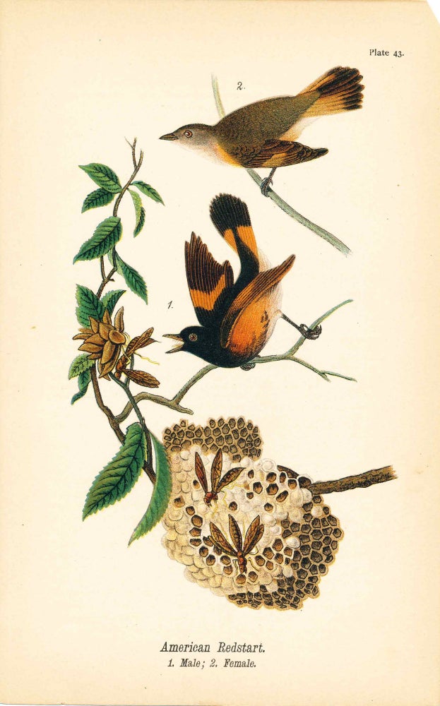 Item #34400 Bird print - American Redstart (2 birds) - Plate 43 - from Report on the Birds of Pennsylvania. B. H. Warren.