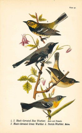 Item #34401 Bird print - Black-throated Blue Warbler (M & F), Black-throated Green Warbler, and...