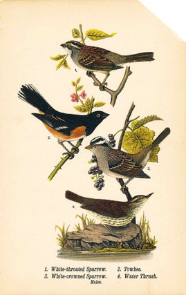 Item #34402 Bird print - White-throated Sparrow, Towhee, White-crowned Sparrow, and Water Thrush...