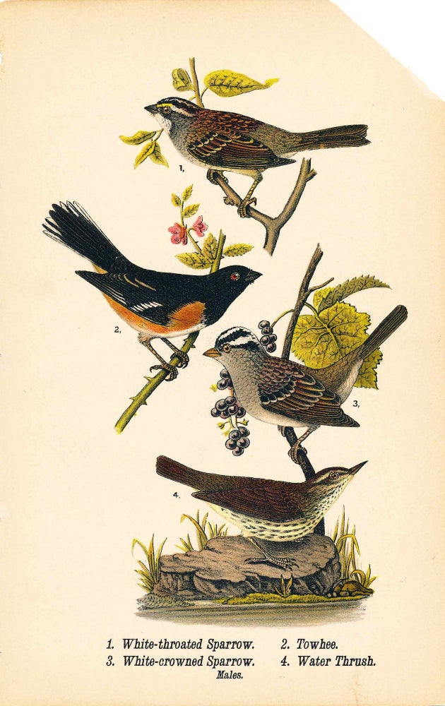 Item #34402 Bird print - White-throated Sparrow, Towhee, White-crowned Sparrow, and Water Thrush (4 birds) - Plate 95 - from Report on the Birds of Pennsylvania. B. H. Warren.