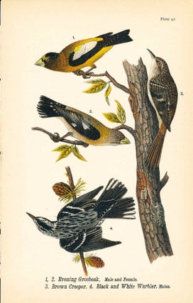 Item #34403 Bird print - Evening Grosbeak (M & F), Brown Creeper, Black and White Warbler (4...