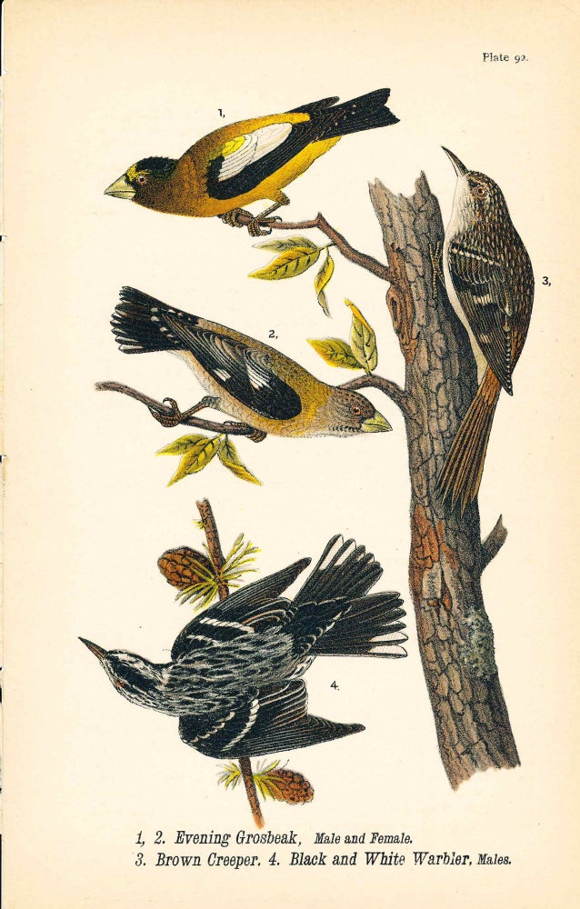 Item #34403 Bird print - Evening Grosbeak (M & F), Brown Creeper, Black and White Warbler (4 birds) - Plate 92 - from Report on the Birds of Pennsylvania. B. H. Warren.