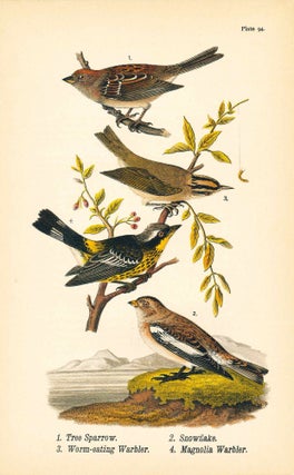 Item #34404 Bird print - Tree Sparrow, Snowflake, Worm-eating Warbler, Magnolia Warbler (4 birds)...
