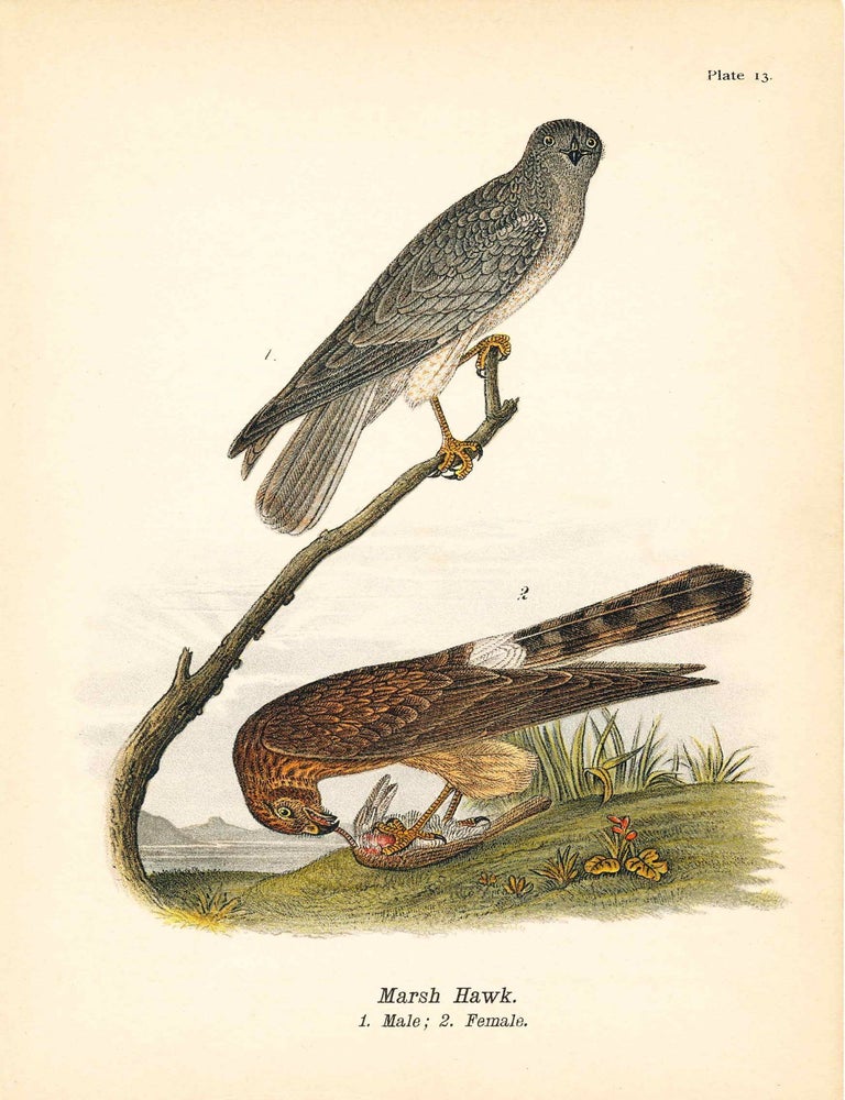 Item #34405 Bird print - Marsh Hawk (2 birds) - Plate 13 - from Report on the Birds of Pennsylvania. B. H Warren.