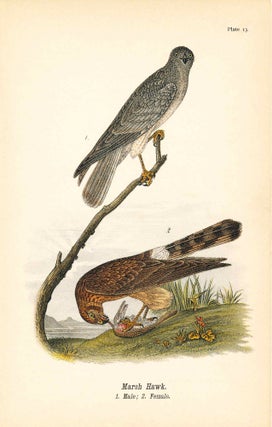 Item #34405 Bird print - Marsh Hawk (2 birds) - Plate 13 - from Report on the Birds of...