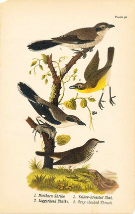 Item #34406 Bird print - Northern Shrike, Yellow-breasted Chat, Loggerhead Shrike, and...