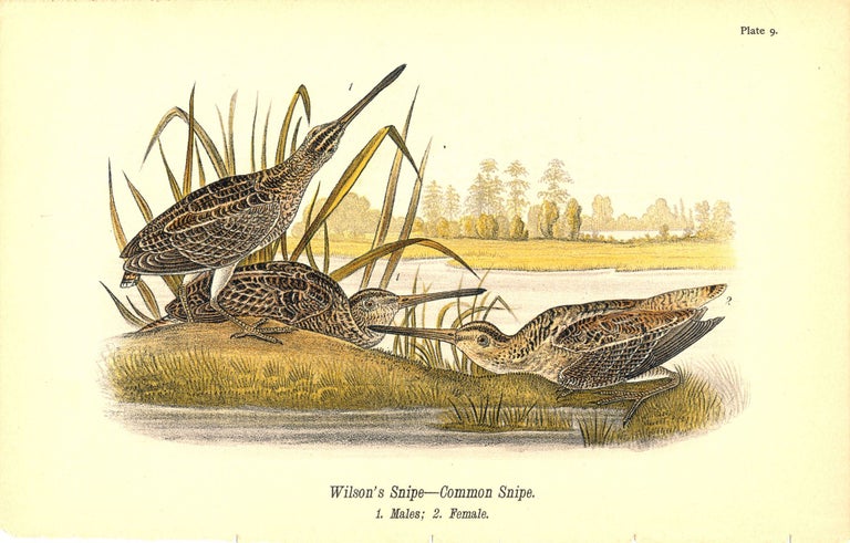 Item #34407 Bird print - Wilson's Snipe - Common Snipe (3 birds) - Plate 9 - from Report on the Birds of Pennsylvania. B. H. Warren.