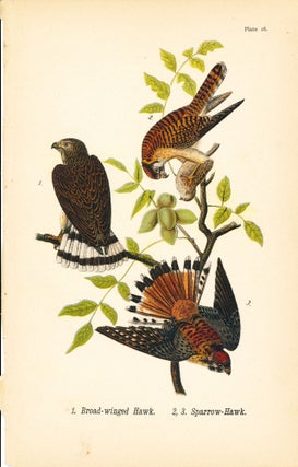Item #34408 Bird print - Broad-winged Hawk and Sparrow-Hawk (3 birds) - Plate 16 - from Report on...
