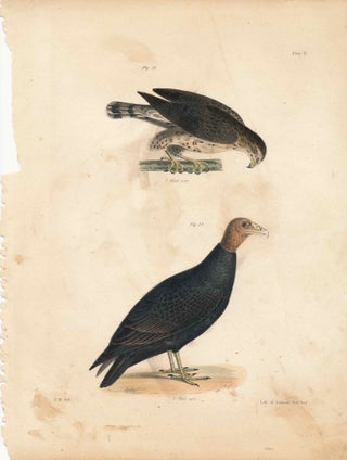Item #34413 Bird print - Plate 5 from Zoology of New York, or the New-York Fauna. James Ellsworth...