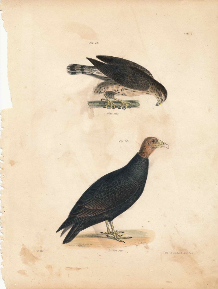 Item #34413 Bird print - Plate 5 from Zoology of New York, or the New-York Fauna. James Ellsworth De Kay, J. W. Hill, George Endicott, John William, lithographer.