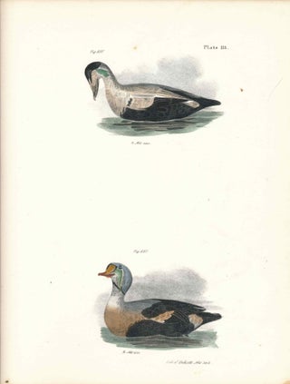 Item #34416 Bird print - Plate 113 from Zoology of New York, or the New-York Fauna. James...