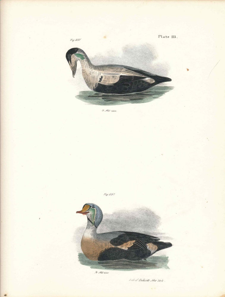 Item #34416 Bird print - Plate 113 from Zoology of New York, or the New-York Fauna. James Ellsworth De Kay, J. W. Hill, George Endicott, John William, lithographer.