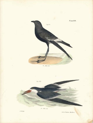Item #34417 Bird print - Plate 123 from Zoology of New York, or the New-York Fauna. James...