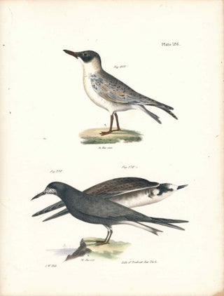 Item #34418 Bird print - Plate 126 from Zoology of New York, or the New-York Fauna. Part II...