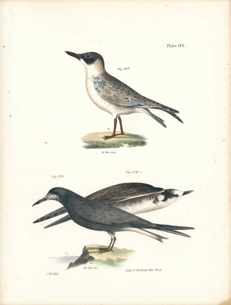 Item #34418 Bird print - Plate 126 from Zoology of New York, or the New-York Fauna. Part II Birds. James E. De Kay, J. W. Hill, George Endicott, John William, lithographer, Ellsworth.
