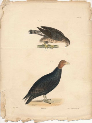 Item #34421 Bird print - Plate 5 from Zoology of New York, or the New-York Fauna. Part II Birds....