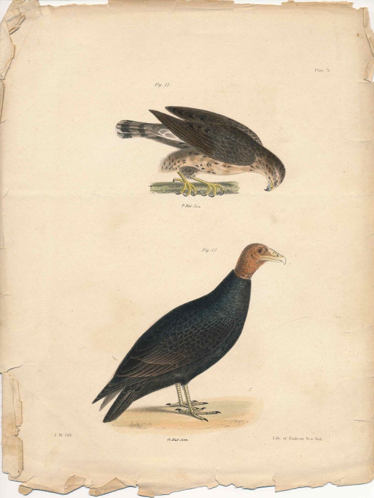 Item #34421 Bird print - Plate 5 from Zoology of New York, or the New-York Fauna. Part II Birds. James E. De Kay, J. W. Hill, George Endicott, John William, lithographer, Ellsworth.