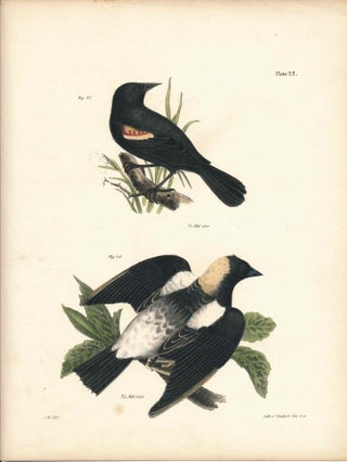 Item #34422 Bird print - Plate 22 from Zoology of New York, or the New-York Fauna. Part II Birds....