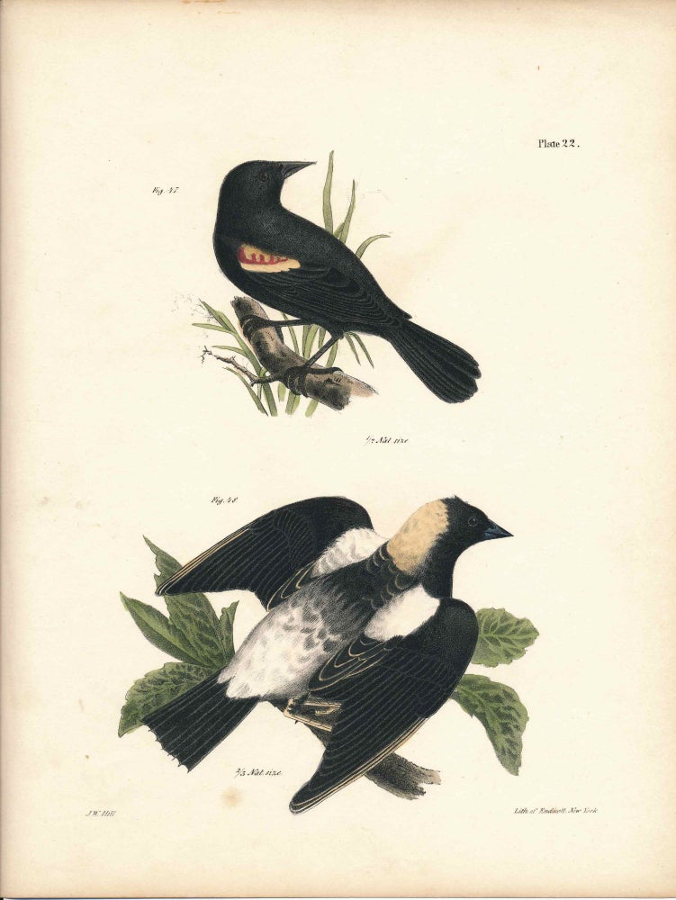 Item #34422 Bird print - Plate 22 from Zoology of New York, or the New-York Fauna. Part II Birds. James E. De Kay, J. W. Hill, George Endicott, John William, lithographer, Ellsworth.