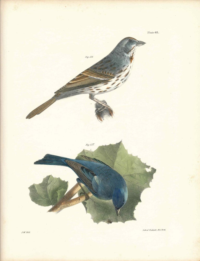 Item #34423 Bird print - Plate 68 from Zoology of New York, or the New-York Fauna. Part II Birds. James E. De Kay, J. W. Hill, George Endicott, John William, lithographer, Ellsworth.