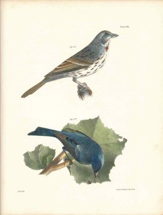 Item #34423 Bird print - Plate 68 from Zoology of New York, or the New-York Fauna. Part II Birds....