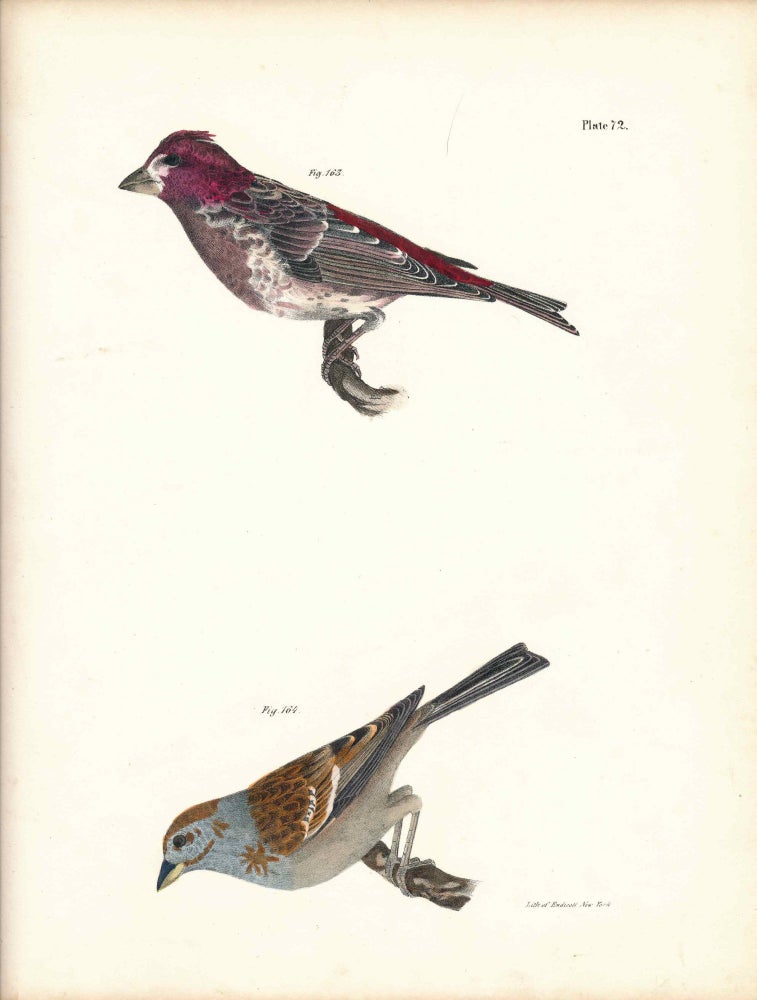Item #34424 Bird print - Plate 72 from Zoology of New York, or the New-York Fauna. Part II Birds. James E. De Kay, J. W. Hill, George Endicott, John William, lithographer, Ellsworth.