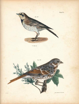Item #34425 Bird print - Plate 73 from Zoology of New York, or the New-York Fauna. Part II Birds....