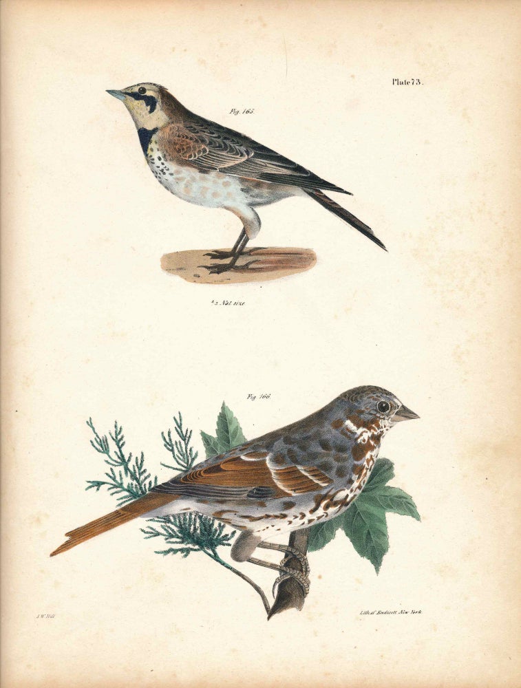 Item #34425 Bird print - Plate 73 from Zoology of New York, or the New-York Fauna. Part II Birds. James E. De Kay, J. W. Hill, George Endicott, John William, lithographer, Ellsworth.