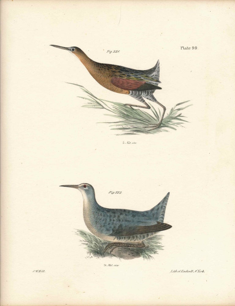 Item #34426 Bird print - Plate 99 from Zoology of New York, or the New-York Fauna. Part II Birds. James E. De Kay, J. W. Hill, George Endicott, John William, lithographer, Ellsworth.