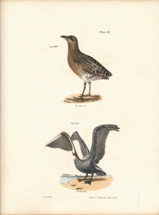 Item #34427 Bird print - Plate 101 from Zoology of New York, or the New-York Fauna. Part II...